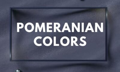 Pomeranian colors