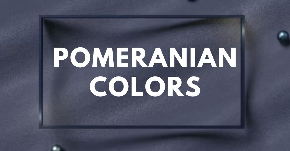 Pomeranian colors